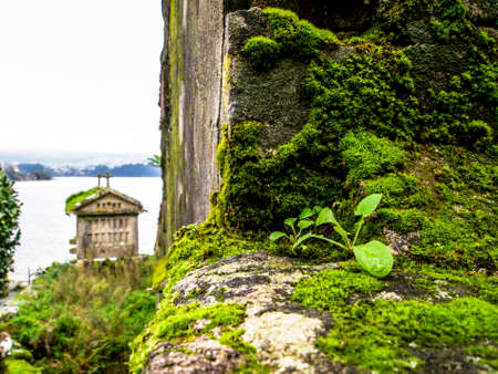 A Galician HÃ³rreo on the background, focus on a wall with moss. Humidity concept. Combarro, Pontevedra, Galicia, Spain.の写真素材