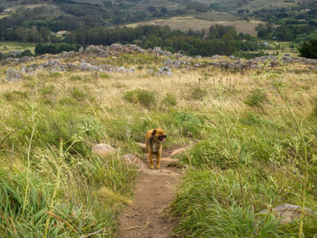 Brown little stray dog in a meadow in windy day, Tandil, Buenos Aires, Argentina.の写真素材