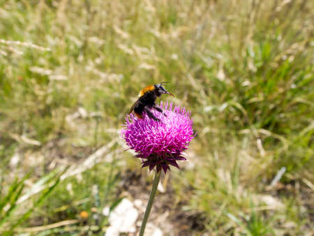 A bumblebee pollinating a violet flower. Bokeh effect.の写真素材