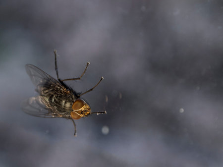 Macro shot of fly on a glass / window background. Alive housefly. Insect close-up.
