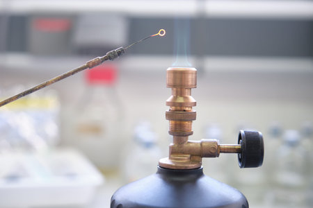 Close up of inoculation loop being sterilized in flame of gas bunsen burner in a laboratory....