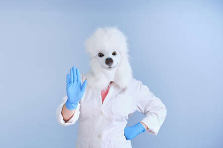 Young woman in a latex dog head mask and white coat making stop hand sign on a blue background. Doctor medical veterinary concepts.の写真素材