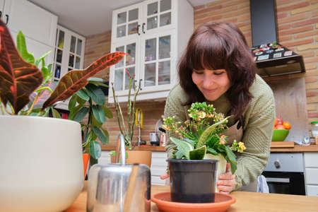 Smiling caucasian woman smelling and looking after her plants at home. Indoor and house plants.の写真素材