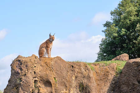 Eurasian lynx on the top of the mountain in Cabarceno Natural Parkの写真素材