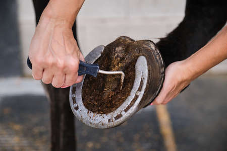 Detail of horse owner hands cleaning horse hoof with a hoof picker scraping off dust.の写真素材