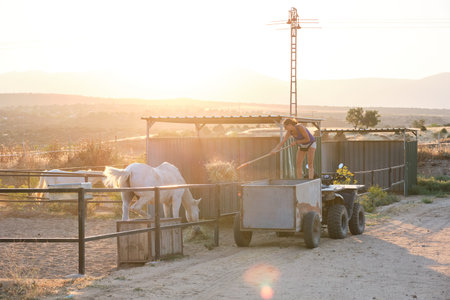 Young woman rancher shovels hay to feed horses at sunset.