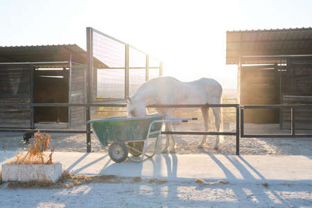 Portrait of a white horse eating from a wheelbarrow in a stall.の写真素材