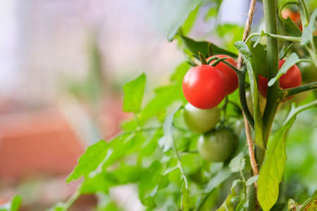 Fresh ripe red tomatoes plant growth in a family garden ready to harvest.の写真素材