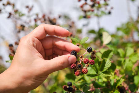 Hand collecting blackberries from a blackberry bush.の写真素材
