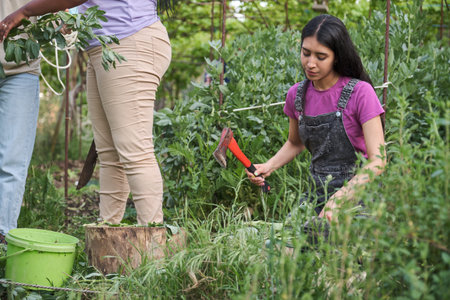 Two young multiracial women preparing broad bean plant for compost.
