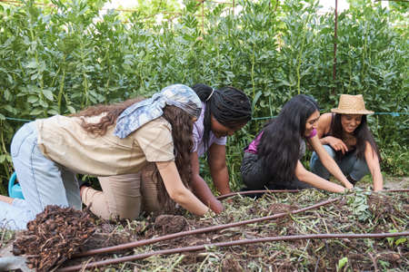 Four young female farmers planting tomato seedlings from a seedbed into the ground. Urban garden volunteers.の写真素材