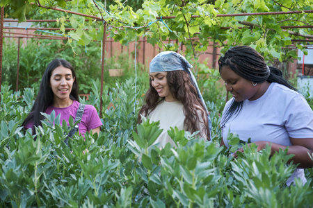 Three multiethnic female farmers picking broad beans from plant at urban garden. Community...