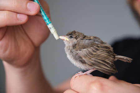 Person trying hand feeding House Sparrow chick, baby Passer domesticus, who has its beak closed.の写真素材