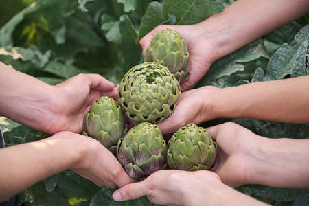 Three unrecognizable farmers holding five artichokes in a garden.の写真素材