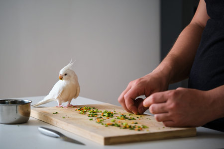 Albino cockatiel eating the salad its owner has prepared. White-faced Lutinos mutation.