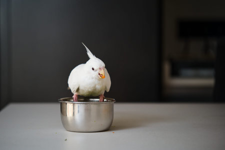 An albino cockatiel eating vegetables. White-faced Lutinos mutation.の写真素材
