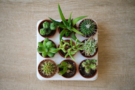 Top view of a set of mini cactus and succulent plants in brown mini pots in a plastic tray.の写真素材