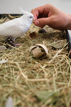 Albino cockatiel playing with its owner in its foraging tray, environmental enrichment. White-faced...