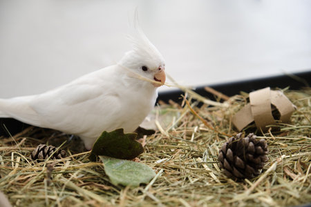 Albino cockatiel playing in its foraging tray, environmental enrichment. White-faced Lutinos mutation.の素材 [FY310194344699]