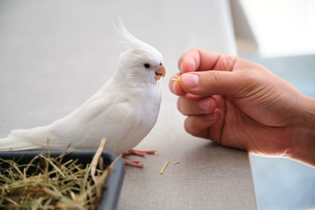 Albino cockatiel playing with its owner in its foraging tray, environmental enrichment. White-faced...