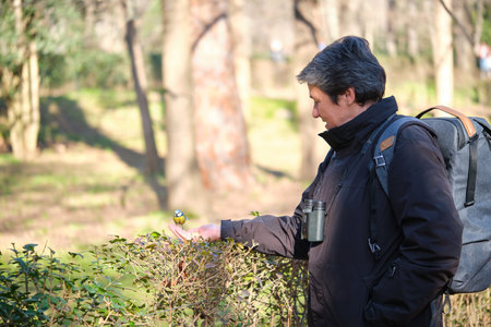 A Eurasian blue tit, Cyanistes caeruleus, eating peanuts from a woman hand in a park in Madrid,...
