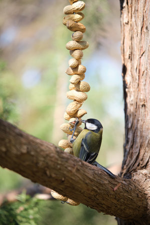 A Great tit, Parus major, eating peanuts from a feeder in a park in Madrid, Spain.の写真素材