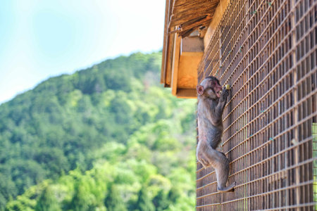 Young Japanese Macaque eating fruit at Arashiyama Monkey Park Iwatayama in Kyoto, Japan.の写真素材