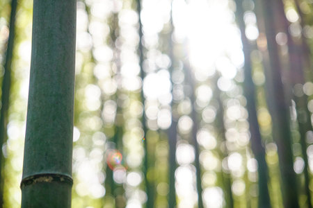 Blurred Arashiyama Bamboo Forest and sunbeam in Kyoto, Japan. Green bamboo grove nature background.の写真素材