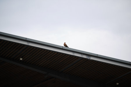 Minimalistic photography of an eagle perched on the edge of a roof in Umekoji park in Kyoto, Japan.の写真素材