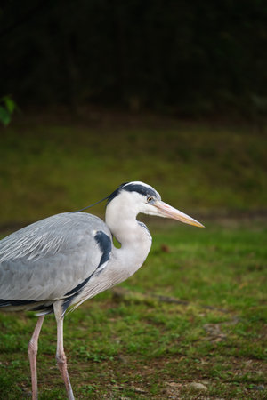 Grey Heron, Ardea cinerea, at Umekoji park in Kyoto, Japan.の写真素材
