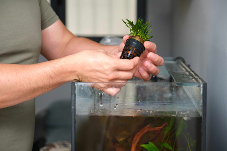 Man hands planting new water plant, Cryptocoryne Parva, in aquarium at home.の写真素材