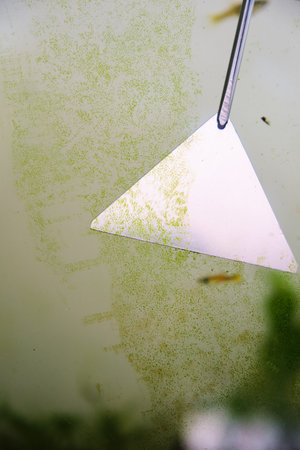 Cleaning algae from fish tank with algae spatula.の写真素材