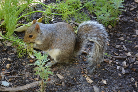 Squirrel in South Africa in a Park in Capetown, a closup of the brown cute animal standing very near to the camera with its bushy furの写真素材