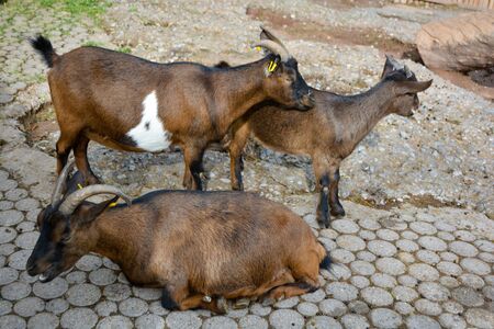 Three goats being together in a groupの写真素材