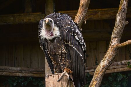 Hooded vulture - Necrosyrtes monachus sitting on a branchの写真素材