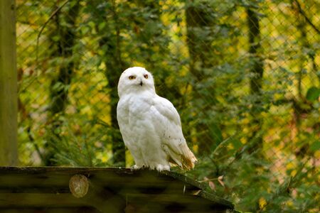 portrait of a young snow owlの写真素材