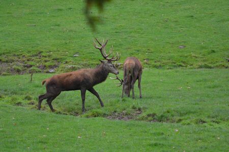 Portrait of majestic powerful adult red deer stags in Autumn Fall forest fightingの写真素材