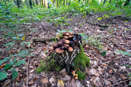 mushrooms standing in the forest in autumnの写真素材