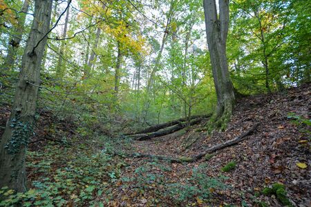 colorful forest in autumn with interesting arranged woodの写真素材
