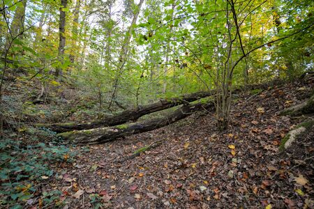 colorful forest in autumn with interesting arranged woodの写真素材