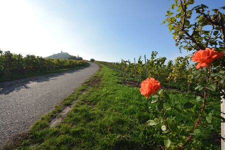 Vineyards and roses at sunset in autumn at Michaelsberg in Cleebronn, South of Germanyの写真素材