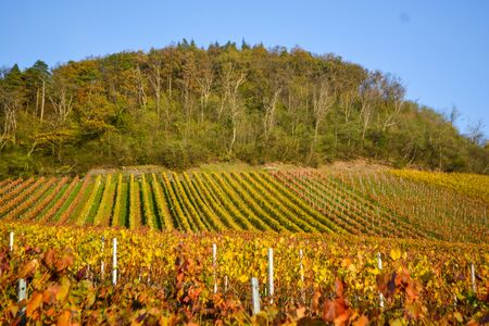 Colorful vineyard in Hohenhaslach, Strombergの写真素材