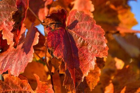 Colorful vineyard in Hohenhaslach, Strombergの写真素材