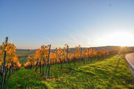 Colorful vineyard in Hohenhaslach, Strombergの写真素材