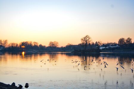 birds flying in the sunset in Schärding, Austriaの写真素材