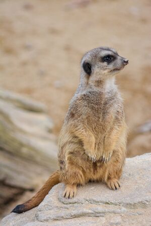meerkat at the Wilhelma zoo in Stuttgart, South of Germnayの写真素材