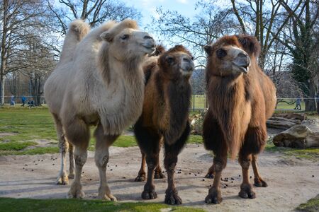 Three camels are in line. Camels at the zoo. named Wilhelma in the South of Germanyの写真素材