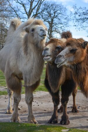 Three camels are in line. Camels at the zoo. named Wilhelma in the South of Germanyの写真素材