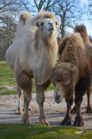 Three camels are in line. Camels at the zoo. named Wilhelma in the South of Germanyの写真素材