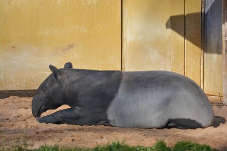 Tapir (Tapirus Indicus) also called Asian Tapir at the Wilhelma in Stuttgartの写真素材